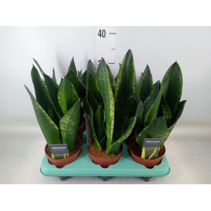 Sansevieria trifa.   ...