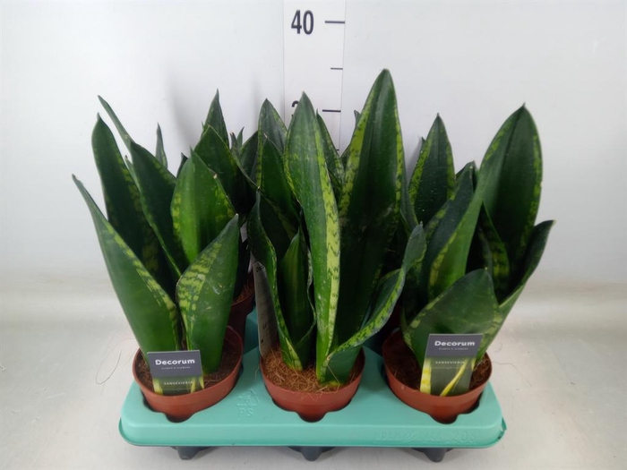 <h4>Sansevieria trifa.   ...</h4>