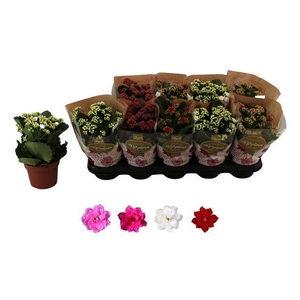 KALAN CALAN MIX ROSALINA P12