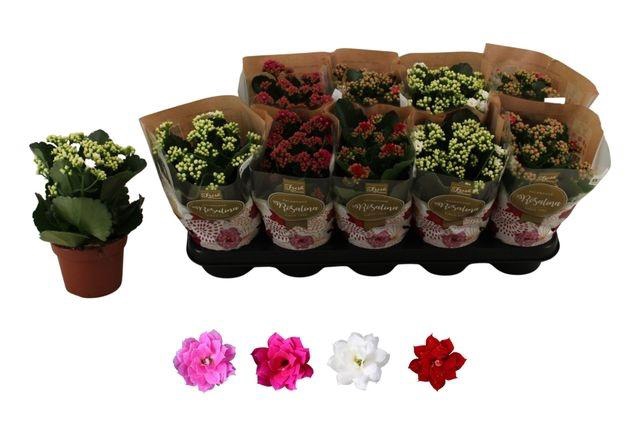 <h4>KALAN CALAN MIX ROSALINA P12</h4>