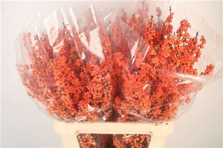 <h4>Ilex winter gold</h4>