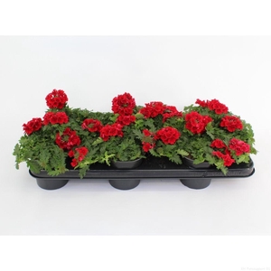 Verbena Magelana Scarlet