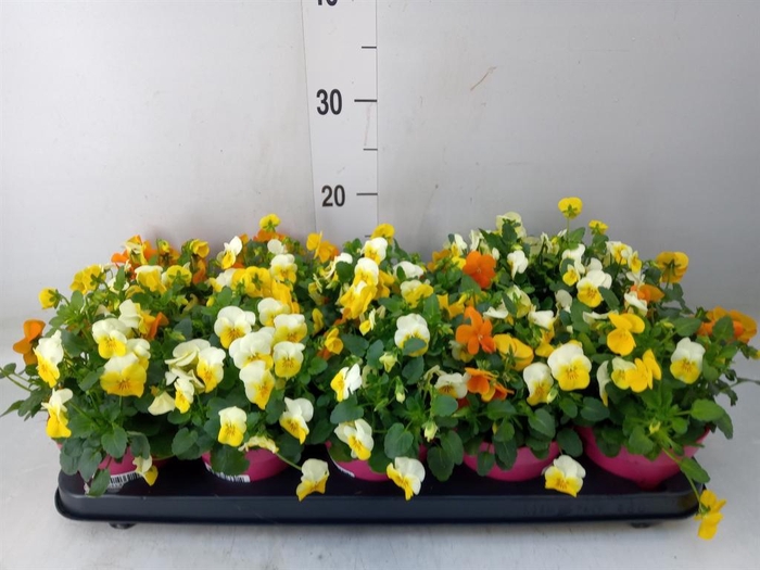 <h4>Viola corn. 'Evo Mini MM Amsterdam'</h4>