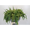 Setaria Italica Volle Melk