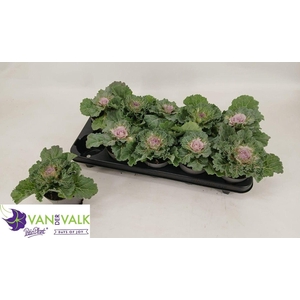 BRASSICA (SIERKOOL)
