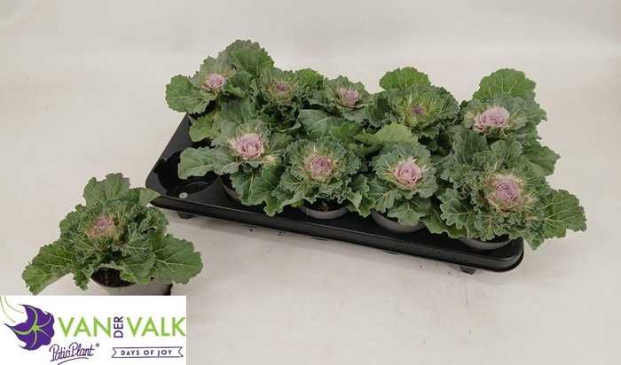<h4>BRASSICA (SIERKOOL)</h4>