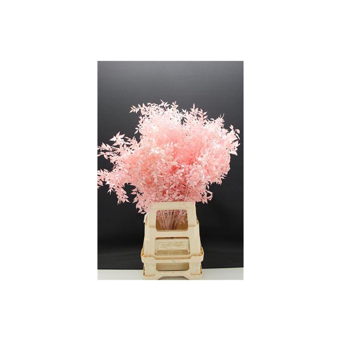<h4>Dr Ruscus Bleach L-rose</h4>