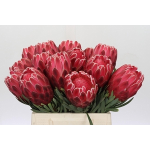 Protea Venus