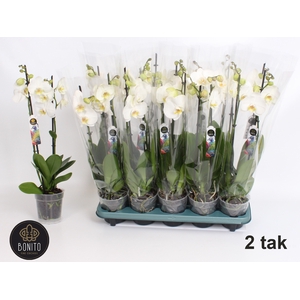 PHAL AN WINDSOR