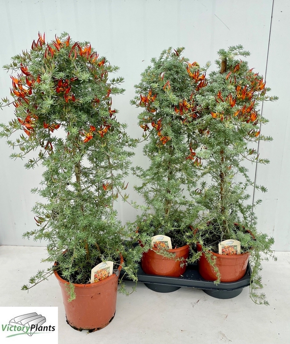 <h4>LOTU CORNICULATUS</h4>