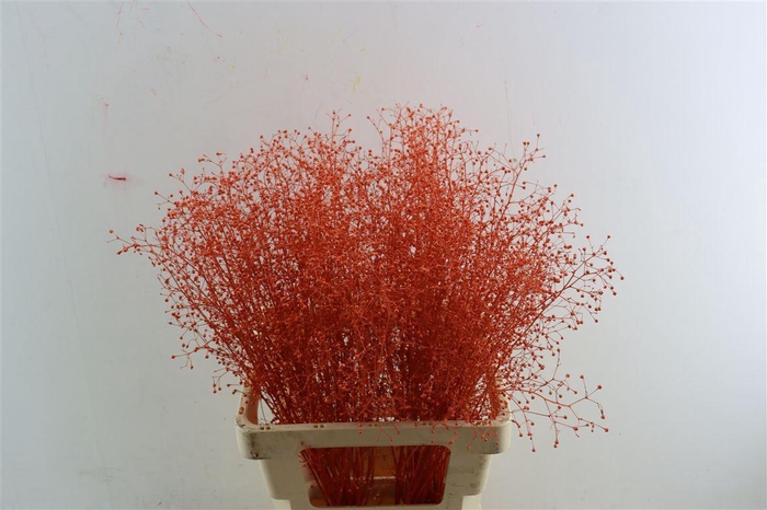 <h4>Snijbloemen overig kleurbehandeld H%</h4>