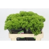 Dianthus Br Kiwi Mellow