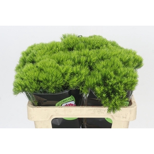 Dianthus Br Kiwi Mellow