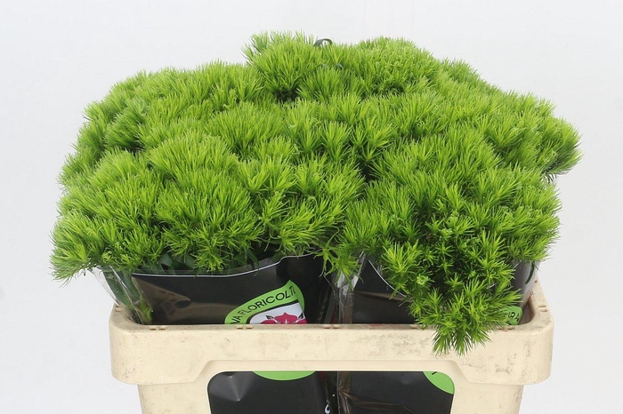 Dianthus Br Kiwi Mellow