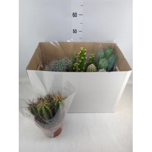 Cactus   ...mix