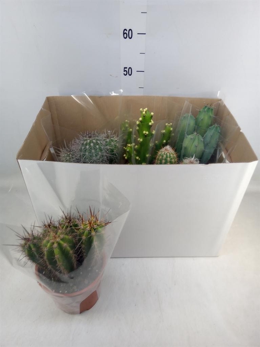 <h4>Cactus ...mix</h4>