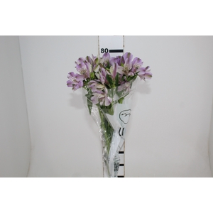 ALSTROEMERIA PLATINA 080 CM