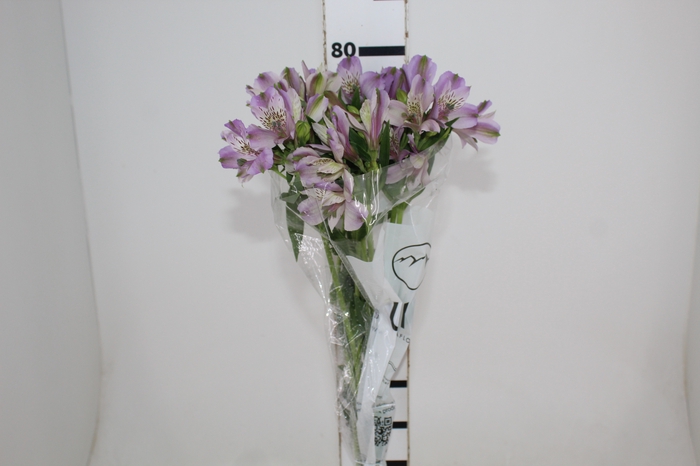 <h4>ALSTROEMERIA PLATINA 080 CM</h4>