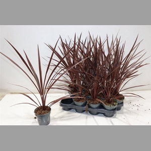 Cord Aus Red Star
