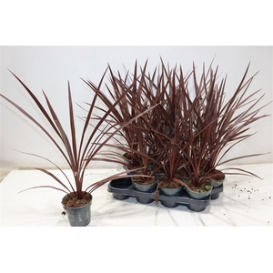 Cord Aus Red Star