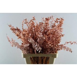 Droog Eucalyptus Fijn Pink