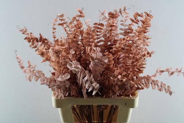 <h4>Droog Eucalyptus Fijn Pink</h4>