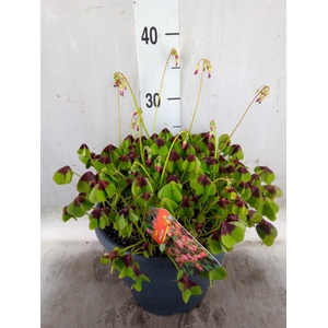 Oxalis tetraphylla 'Iron Cross'