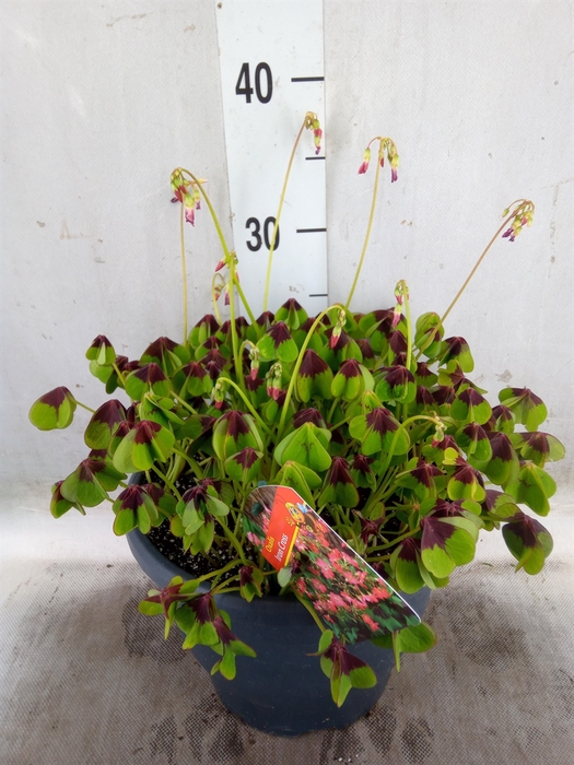 <h4>Oxalis tetraphylla 'Iron Cross'</h4>