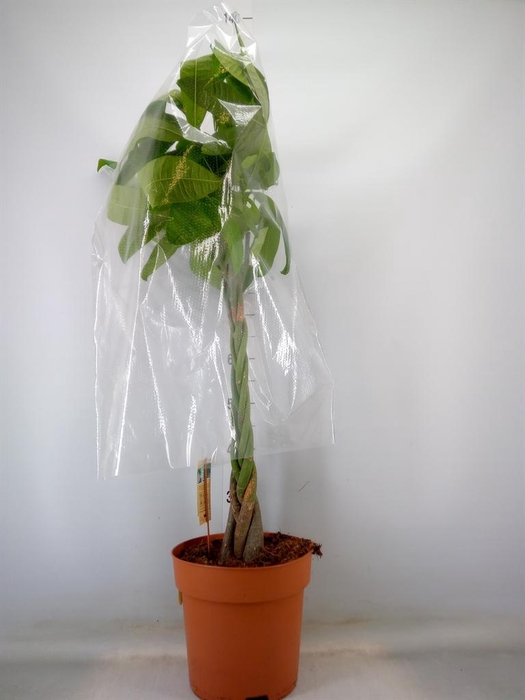 <h4>Pachira aquatica</h4>