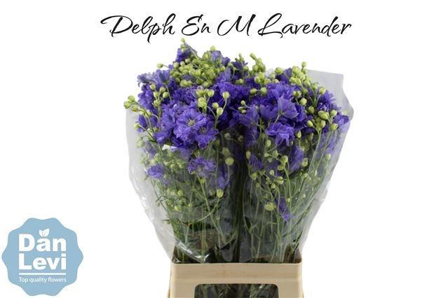 <h4>DELPH EN M LAVENDER</h4>