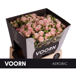 Rosa spray aerobic