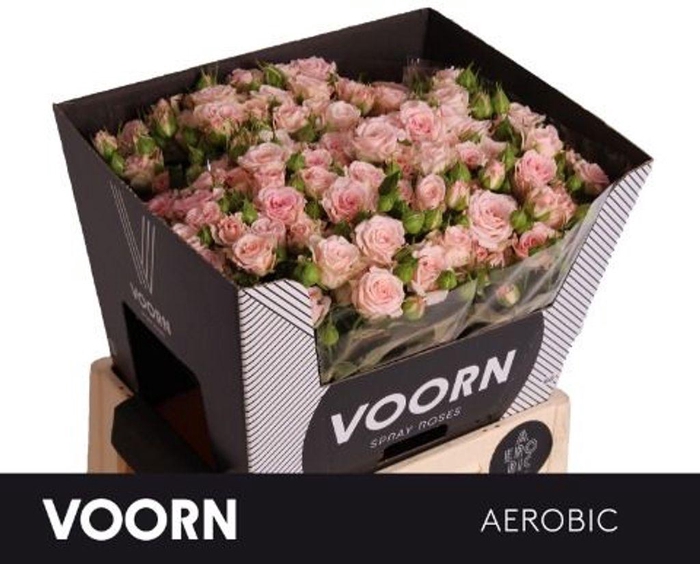 <h4>Rosa spray aerobic</h4>