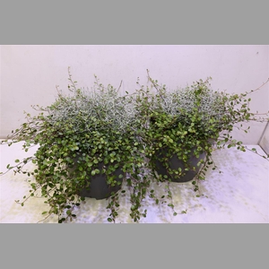 Leucoph Brownii