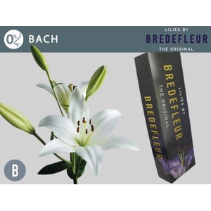 LI LA BACH QUALITY BOX