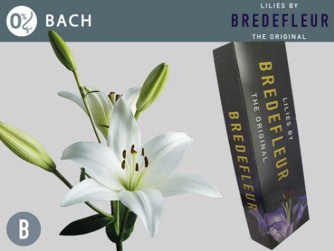 <h4>LI LA BACH QUALITY BOX</h4>