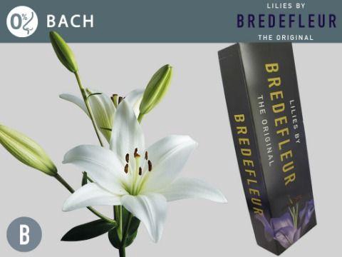 <h4>LI LA BACH QUALITY BOX</h4>