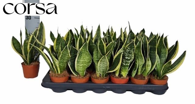 <h4>SANSEV FUTURA SUPERB</h4>