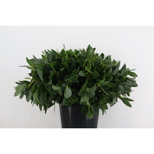DECOGROEN OV