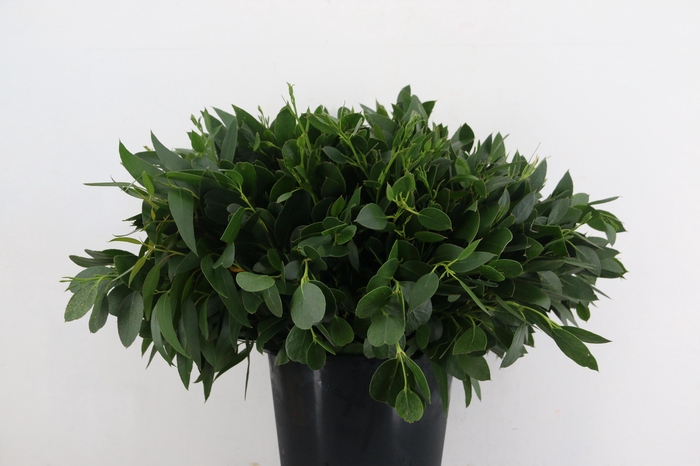 <h4>DECOGROEN OV</h4>