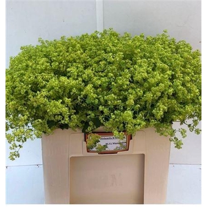 Alchemilla Robustica