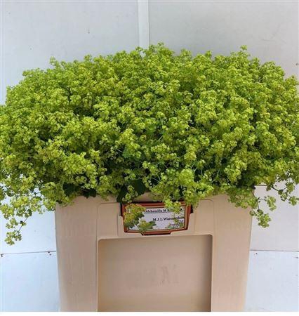 <h4>Alchemilla Robustica</h4>