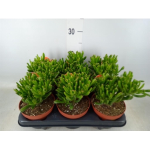 Crassula ovata 'Horn Tree'