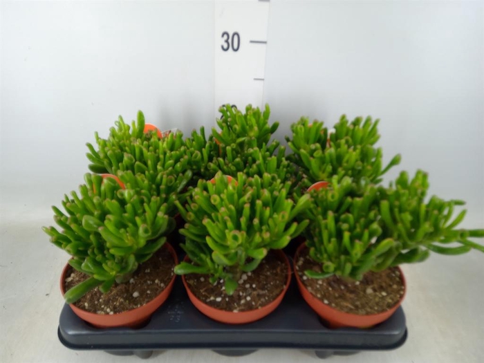 <h4>Crassula ovata 'Horn Tree'</h4>
