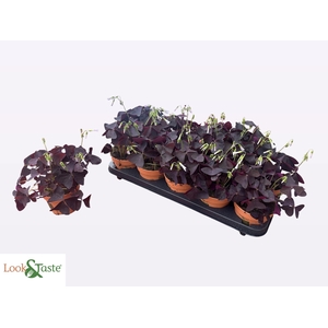 OXALIS TRIANGULARIS
