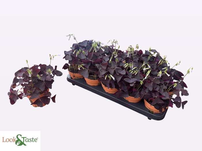 <h4>OXALIS TRIANGULARIS</h4>