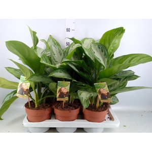 Aglaonema  'Silver Bay'