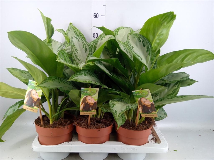 <h4>Aglaonema 'Silver Bay'</h4>