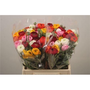 Ran El. Mixed In Bunch X60