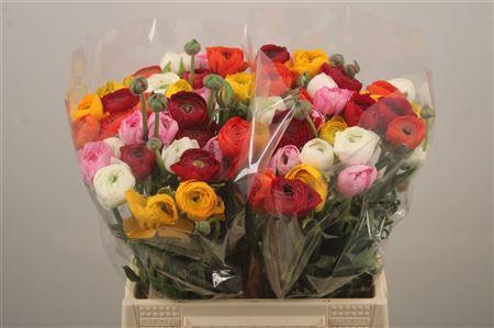 <h4>Ran El. Mixed In Bunch X60</h4>