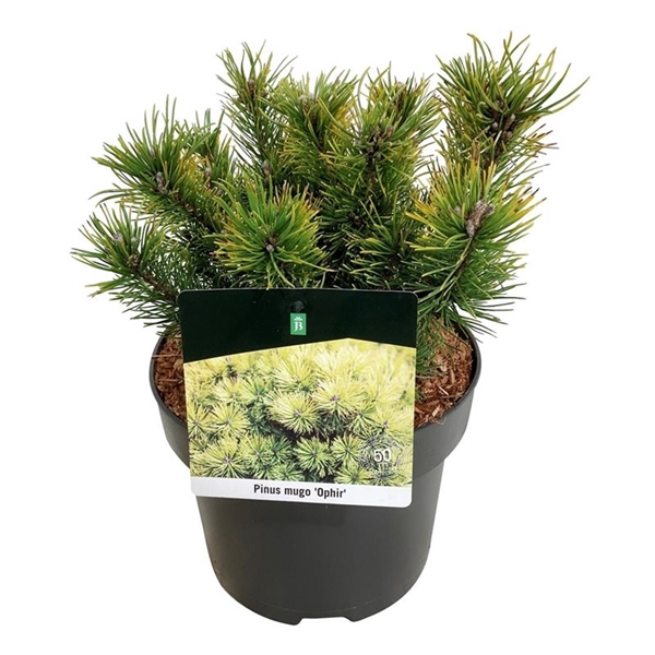 <h4>Pinus mugo 'Ophir'</h4>